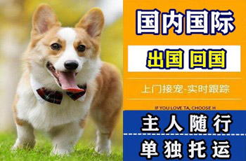 湖南省宠物托运公司湖南省宠物托运公司湖南省宠物托运公司