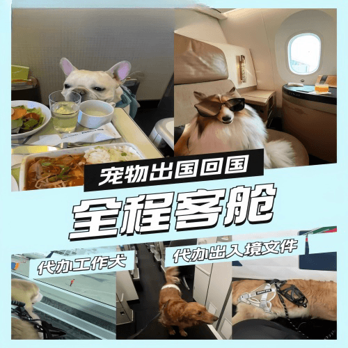 湖南省宠物托运到白俄罗斯宠物入境规定和要求
